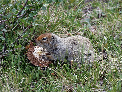 Arctic ground squirrel